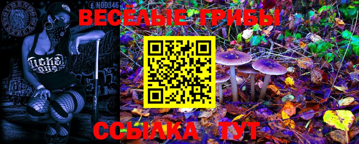 Псилоцибиновые грибы GOLDEN TEACHER Россия